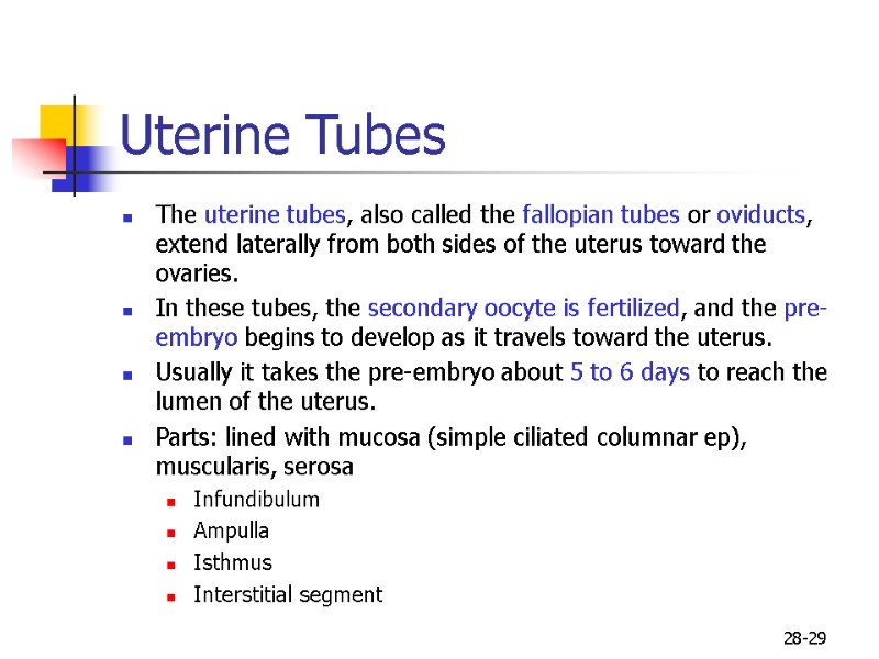 28-29 Uterine Tubes  The uterine tubes, also called the fallopian tubes or oviducts,